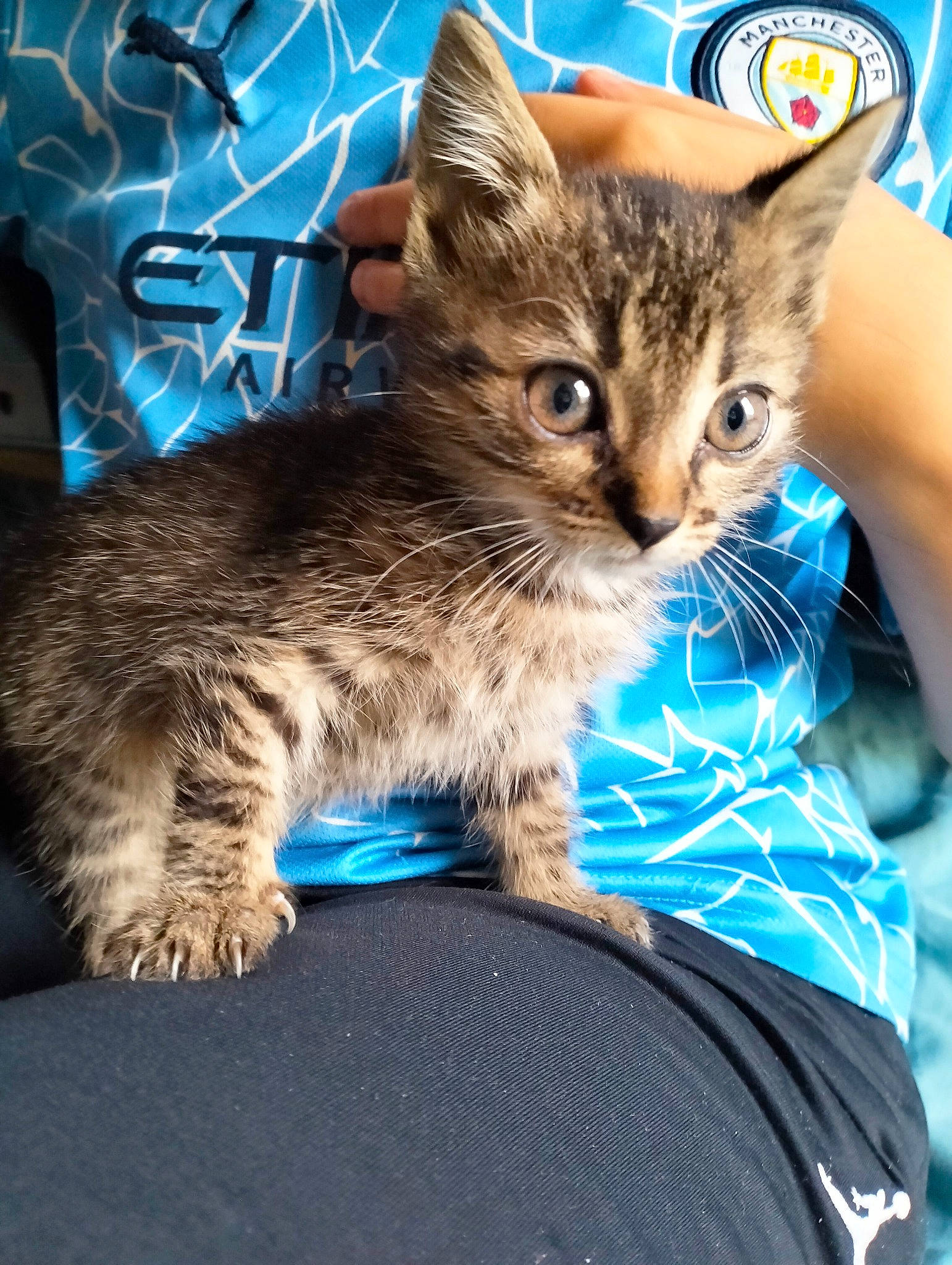 Mishka participe au concours pour gagner de l'argent avec cette photo : blue, carnivore, cat, claw, domestic_short_haired_cat, felidae, foot, fur, gesture, lap, paw, plant, sitting, small_to_medium_sized_cats, snout, tail, whiskers