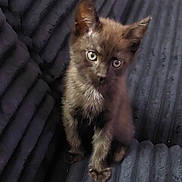 Minuit a rejoint le concours — aidez-le/la à gagner de superbes lots ! kitten, cat, black_cat, pet, animal, young, feline, curious, sitting, indoor, closeup, fur, whiskers, ears, eyes, cute, domestic_animal, texture, couch, soft