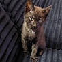 kitten, cat, black_cat, pet, animal, young, feline, curious, sitting, indoor, closeup, fur, whiskers, ears, eyes, cute, domestic_animal, texture, couch, soft