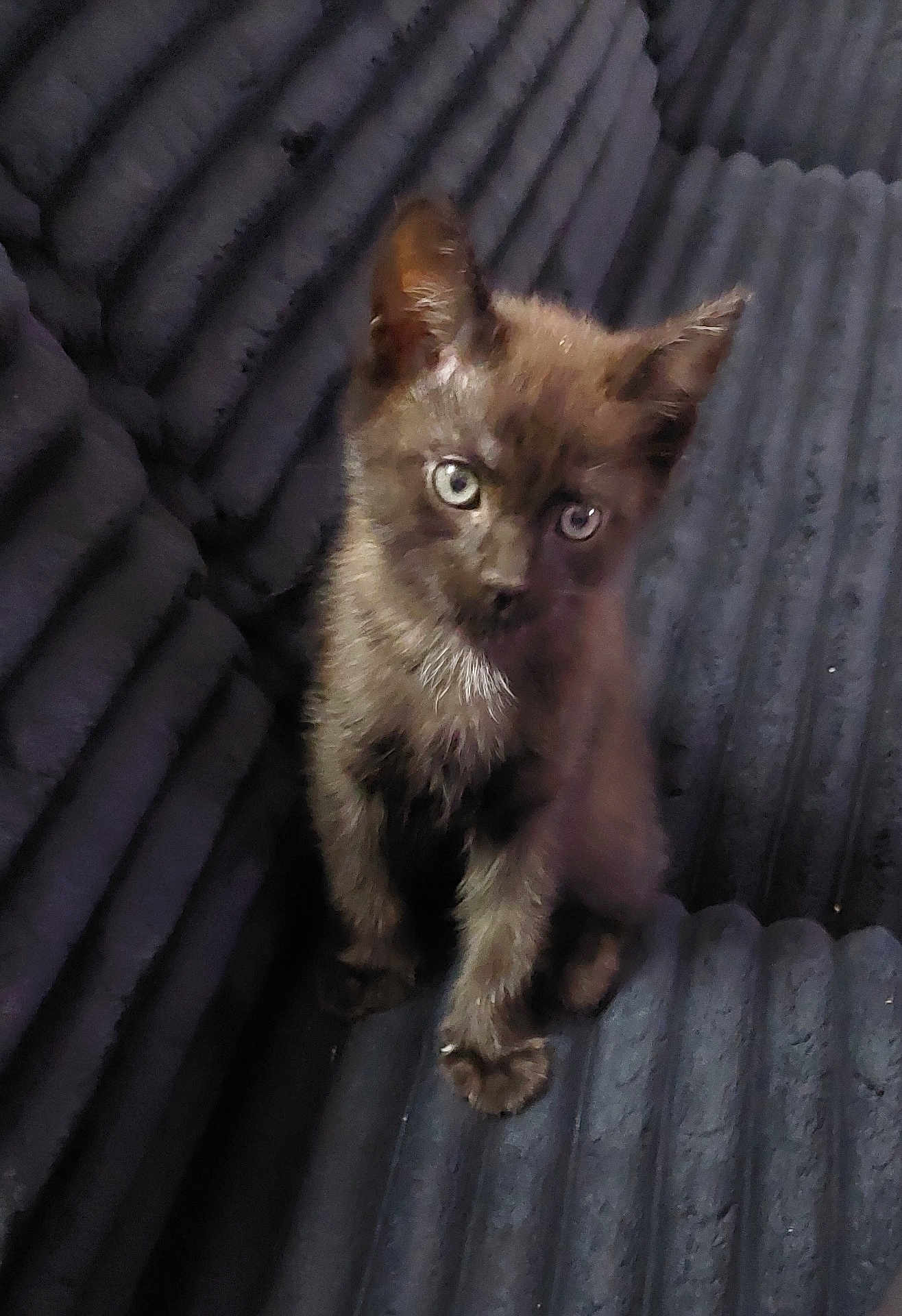 Minuit a rejoint le concours — aidez-le/la à gagner de superbes lots ! kitten, cat, black_cat, pet, animal, young, feline, curious, sitting, indoor, closeup, fur, whiskers, ears, eyes, cute, domestic_animal, texture, couch, soft