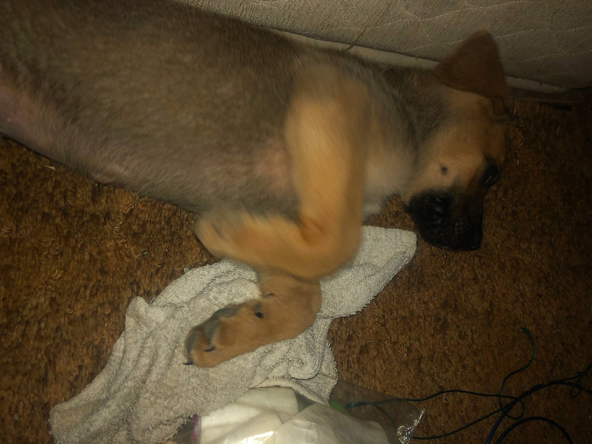 Brutus is registered to the contest to win money with this photo: canidae, carnivore, comfort, companion_dog, dog, dog_breed, fawn, felidae, flooring, foot, hardwood, non_sporting_group, paw, snout, sporting_group, tail, terrestrial_animal, whiskers, wood, working_animal