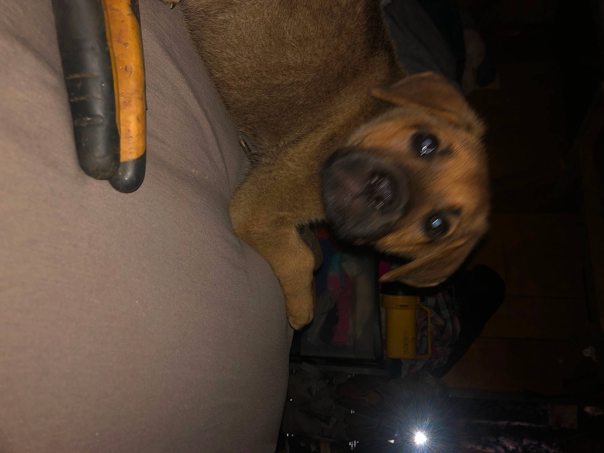 Brutus joined the competition — help win amazing prizes! canidae, carnivore, chest, companion_dog, darkness, dog, dog_breed, fawn, fun, fur, human_leg, office_supplies, selfie, smile, snout, sporting_group, thigh, wood, working_animal, writing_implement