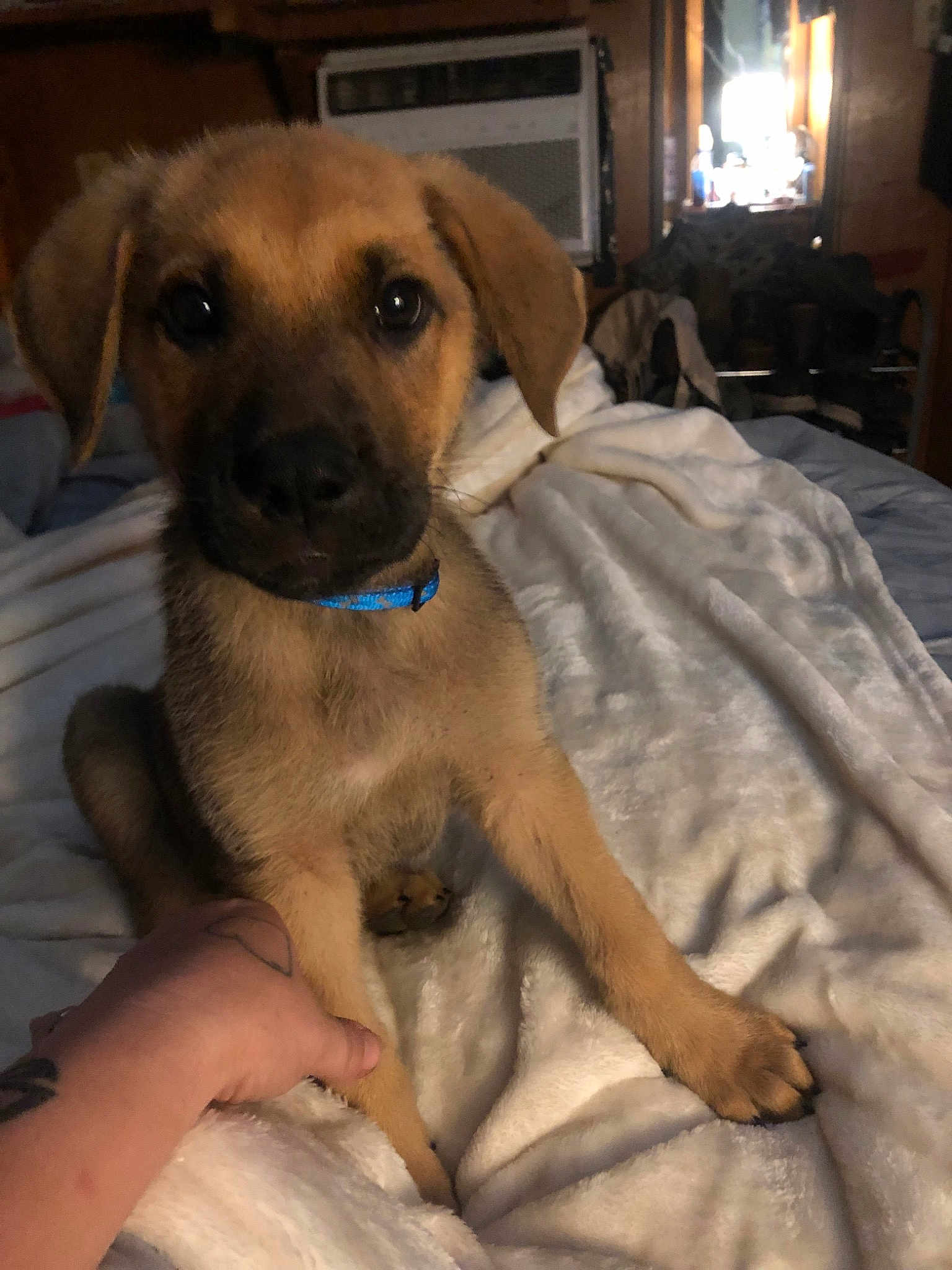 Brutus