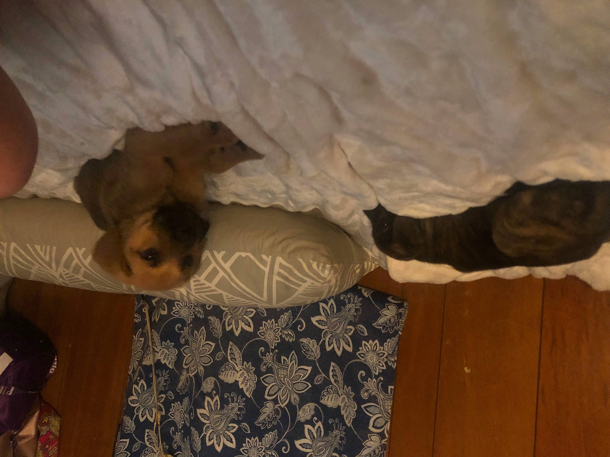 Brutus joined the competition — help win amazing prizes! bed, bedding, bedroom, ceiling, comfort, elbow, floor, flooring, gesture, hardwood, human_leg, landscape, linens, pattern, plaster, room, shadow, tints_and_shades, tree, wood