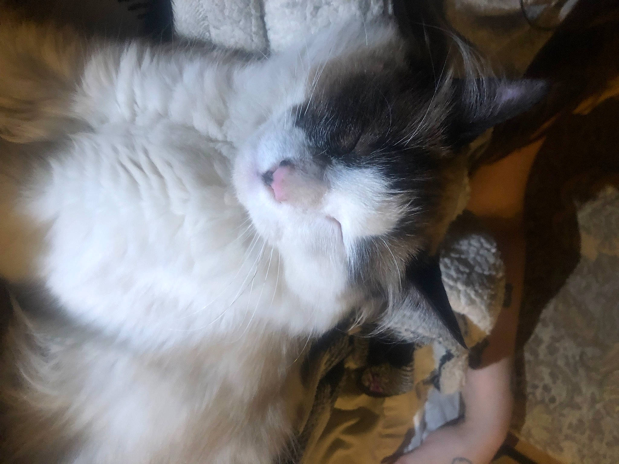 Missy joined the competition — help win amazing prizes! carnivore, cat, claw, comfort, domestic_short_haired_cat, ear, eye, fawn, felidae, fur, head, iris, nap, paw, sleep, small_to_medium_sized_cats, snout, tail, whiskers