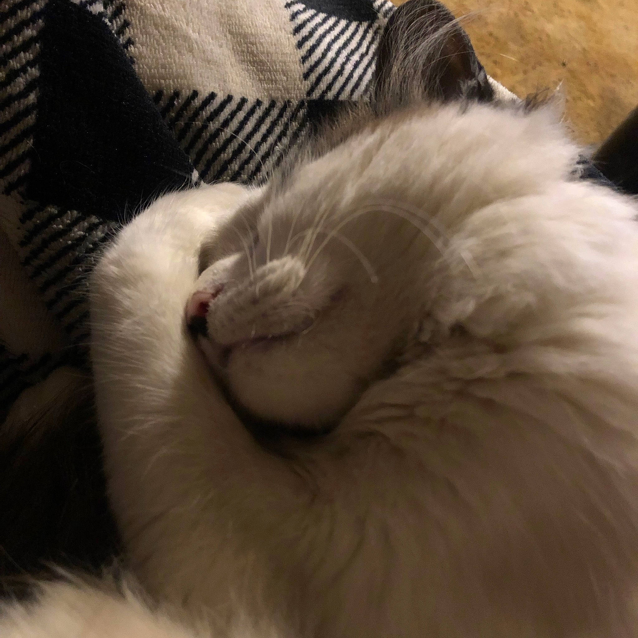 Missy joined the competition — help win amazing prizes! canidae, carnivore, cat, claw, comfort, companion_dog, dog_breed, felidae, fur, nap, paw, ragdoll, sleep, small_to_medium_sized_cats, snout, tail, terrestrial_animal, whiskers