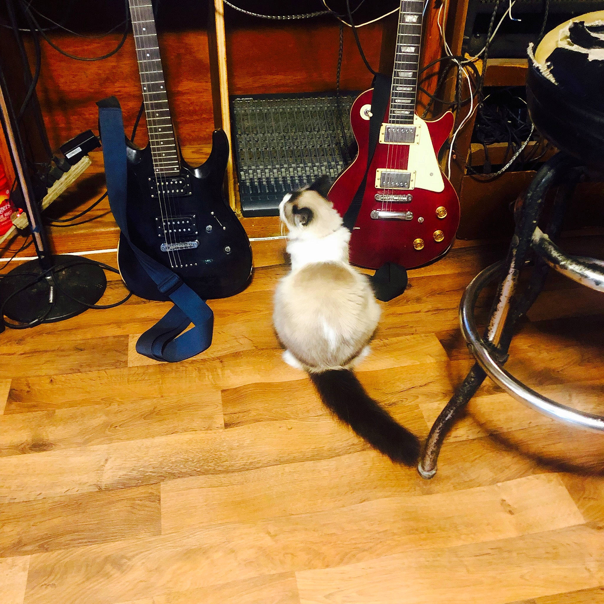 Missy is registered to the contest to win money with this photo: acoustic_guitar, audio_equipment, electronic_instrument, electronic_musical_instrument, entertainment, floor, flooring, guitar, guitar_accessory, hardwood, laminate_flooring, music, musical_instrument, musical_instrument_accessory, musician, plucked_string_instruments, string_instrument, string_instrument_accessory, wood