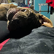 Bruiser is registered to the contest to win money with this photo: animal, black_surface, brown_fur, canine, casual, close_up, clothing, cozy, dog, ear, furniture, indoor, looking, lying_down, pet, relaxed, resting, room_interior, teeth, tongue