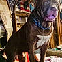 american_flag, brown_dog, casual, chain_collar, clutter, couch, deer_head_mount, dog, domestic, furniture, glass_table, household, indoors, large_dog, living_room, person, pet, portrait, relaxing, wood_paneling