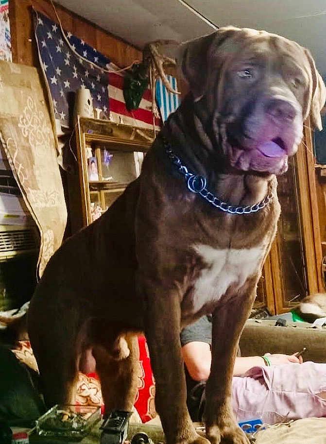 Bruiser