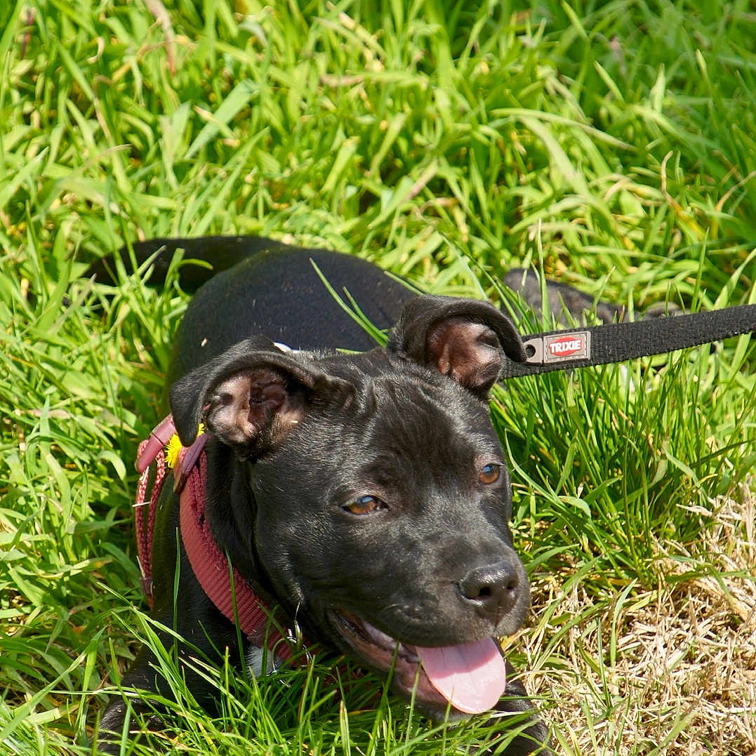 Végas a rejoint le concours — aidez-le/la à gagner de superbes lots ! accessories, animal, boxer, bulldog, canine, dog, face, field, grass, grassland, head, hound, labradorretriever, lawn, leash, person, pet, plant, puppy, strap