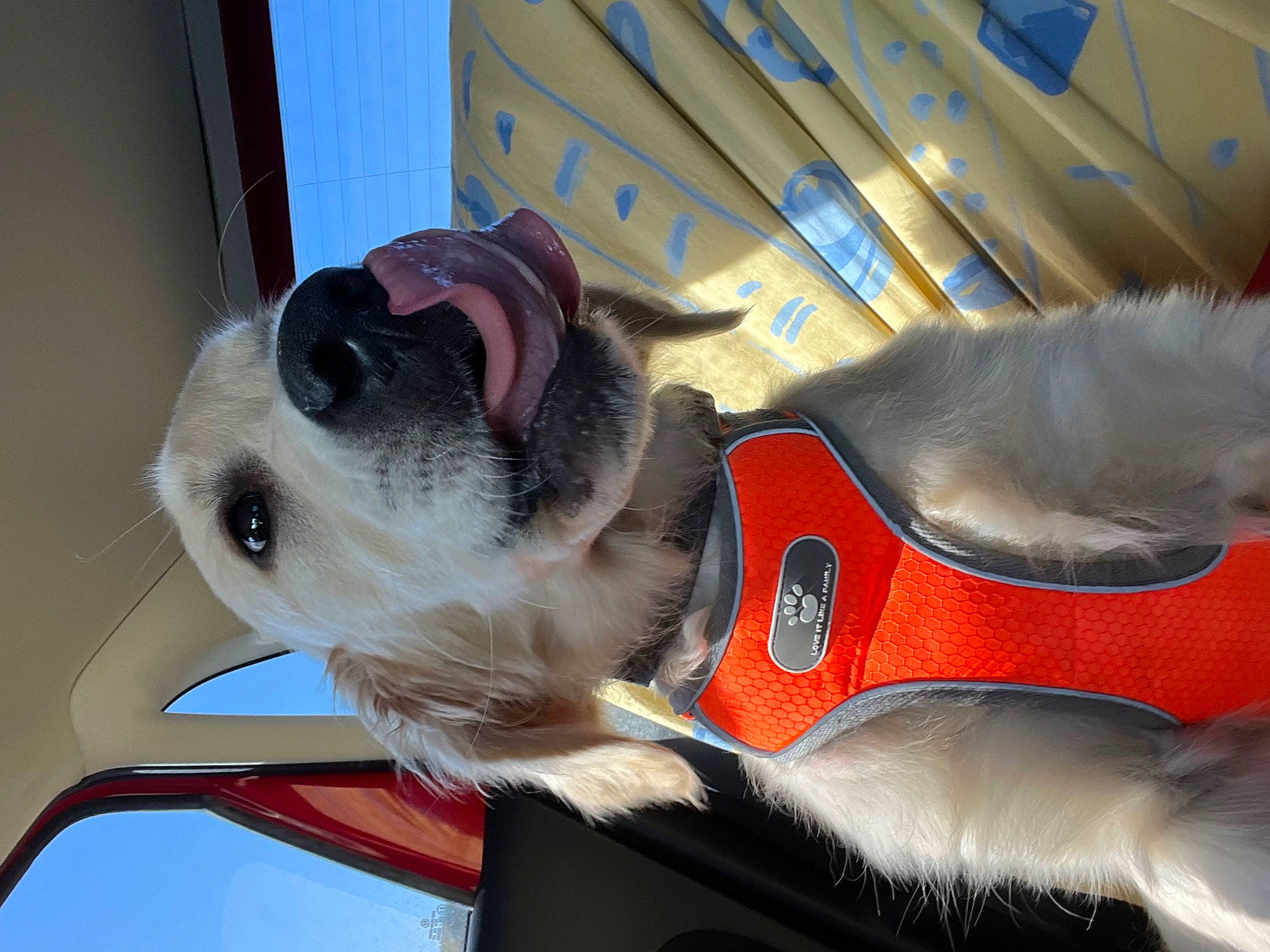 Uky a rejoint le concours — aidez-le/la à gagner de superbes lots ! canidae, carnivore, collar, companion_dog, dog, dog_breed, dog_clothes, dog_collar, dog_supply, eyewear, fawn, glasses, leash, personal_protective_equipment, pet_supply, snout, sporting_group, sunglasses, vision_care, working_animal