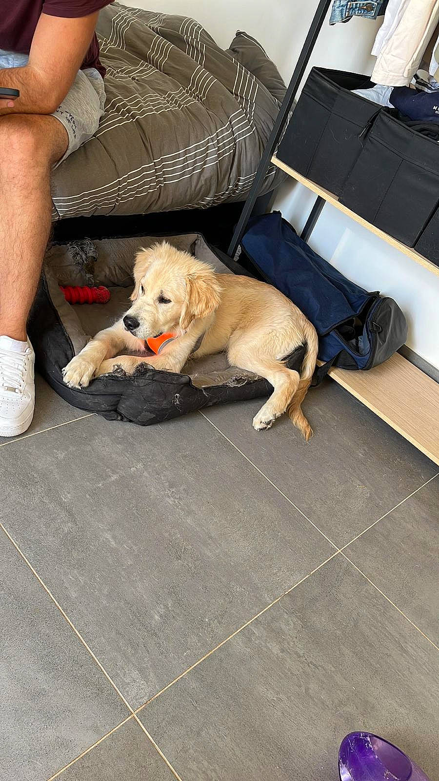 Uky participe au concours pour gagner de l'argent avec cette photo : bag, carnivore, chair, companion_dog, couch, dog, dog_breed, dog_supply, fawn, floor, flooring, foot, human_leg, knee, sidewalk, sitting, sporting_group, thigh, toy_dog, wood