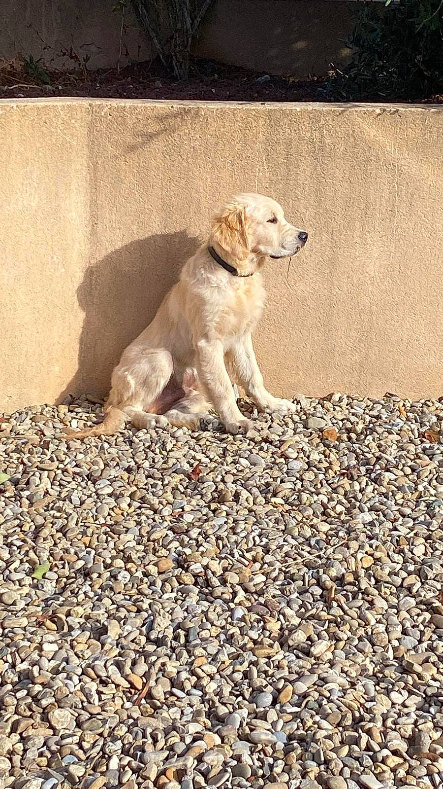 Uky a rejoint le concours — aidez-le/la à gagner de superbes lots ! canidae, carnivore, companion_dog, dog, dog_breed, fawn, gravel, gun_dog, landscape, pebble, road_surface, rock, rubble, soil, sporting_group, tail, terrestrial_animal, wildlife, wood, working_animal