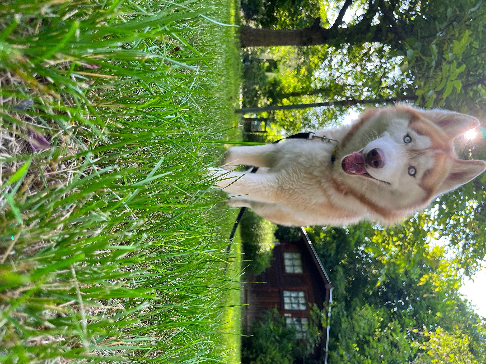 Taïko a rejoint le concours — aidez-le/la à gagner de superbes lots ! canidae, carnivore, collar, companion_dog, dog, dog_breed, fawn, felidae, grass, groundcover, plant, snout, sporting_group, tail, terrestrial_animal, terrestrial_plant, tree, trunk, wildlife, working_animal