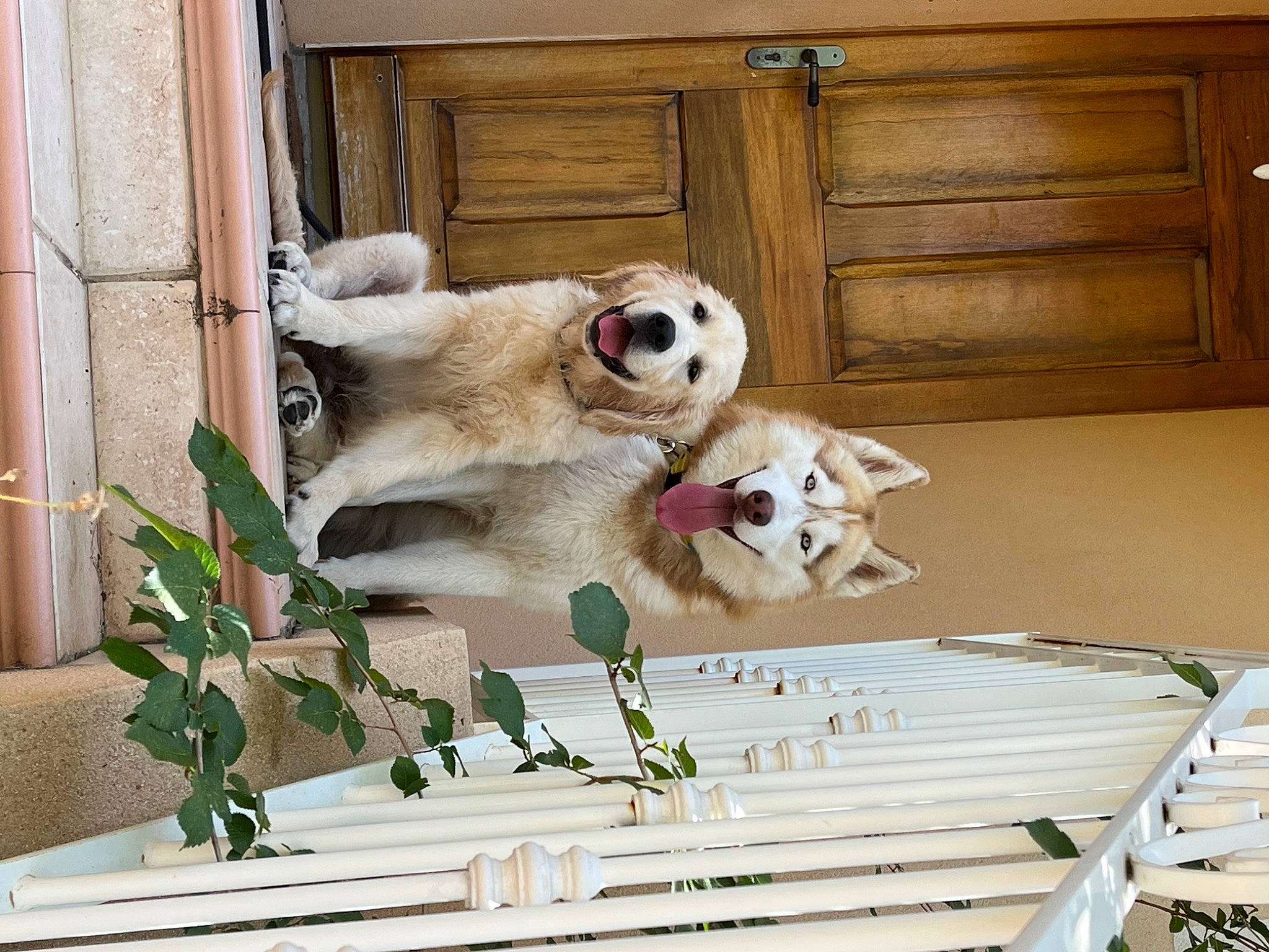 Taïko a rejoint le concours — aidez-le/la à gagner de superbes lots ! cabinetry, carnivore, companion_dog, dog, dog_breed, door, fawn, flooring, fur, hardwood, home, livestock_guardian_dog, pet_supply, plant, polish_tatra_sheepdog, room, sporting_group, varnish, wood, wood_stain