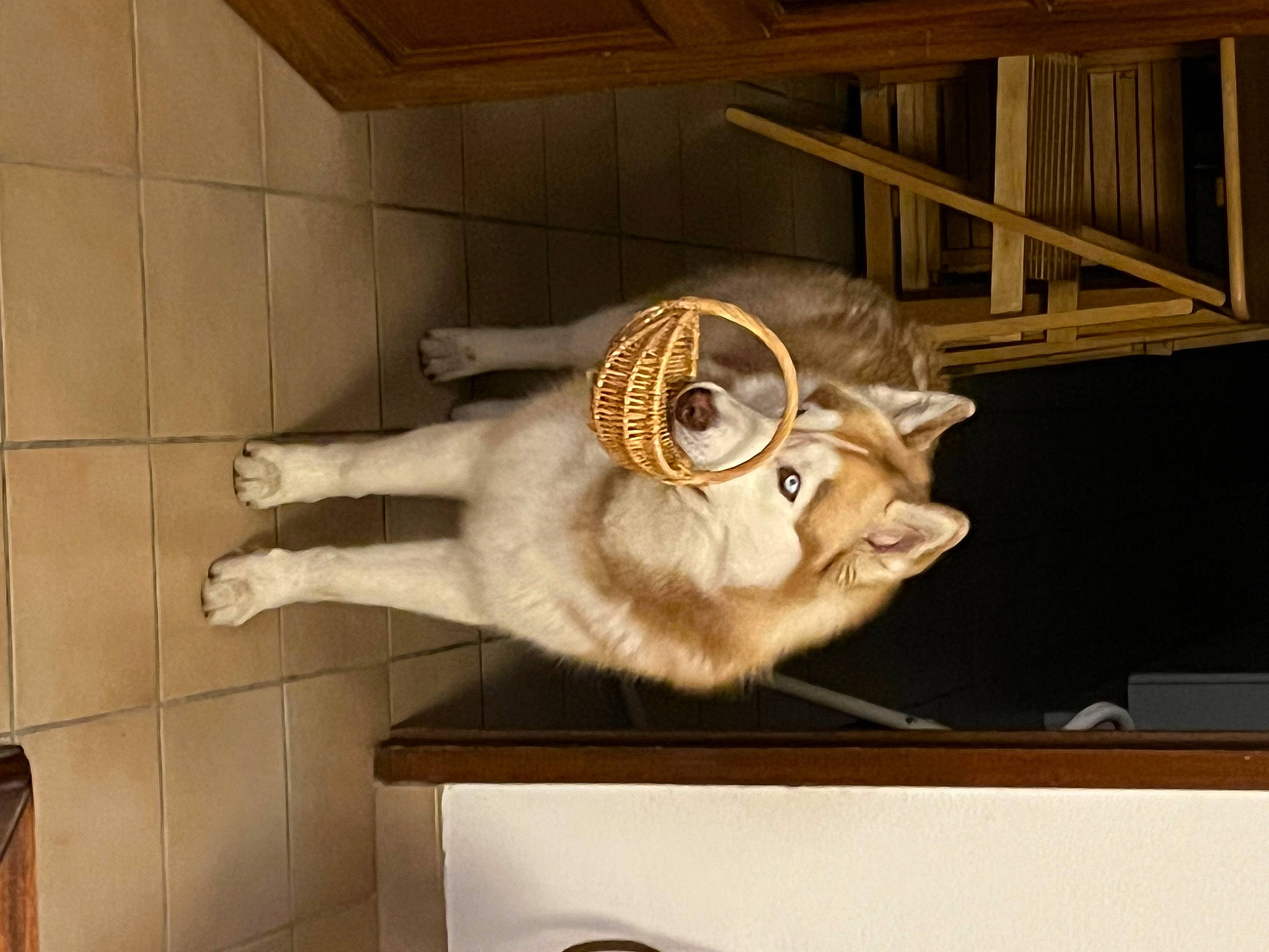 Taïko a rejoint le concours — aidez-le/la à gagner de superbes lots ! antler, art, artifact, building, display_case, fawn, felidae, fossil, fur, horn, metal, room, sculpture, small_to_medium_sized_cats, snout, tail, terrestrial_animal, whiskers, window, wood