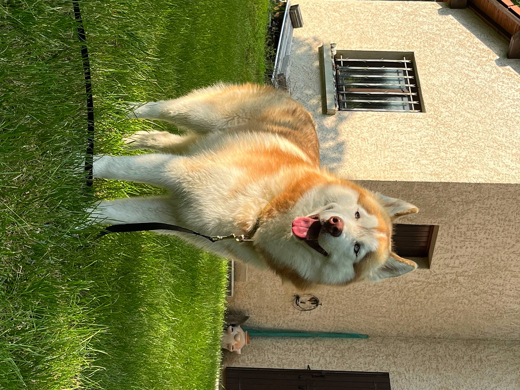 Taïko a rejoint le concours — aidez-le/la à gagner de superbes lots ! ancient_dog_breeds, building, canidae, carnivore, collar, companion_dog, dog_breed, domestic_short_haired_cat, fawn, felidae, fur, grass, small_to_medium_sized_cats, snout, spitz, sporting_group, tail, whiskers, wildlife, window