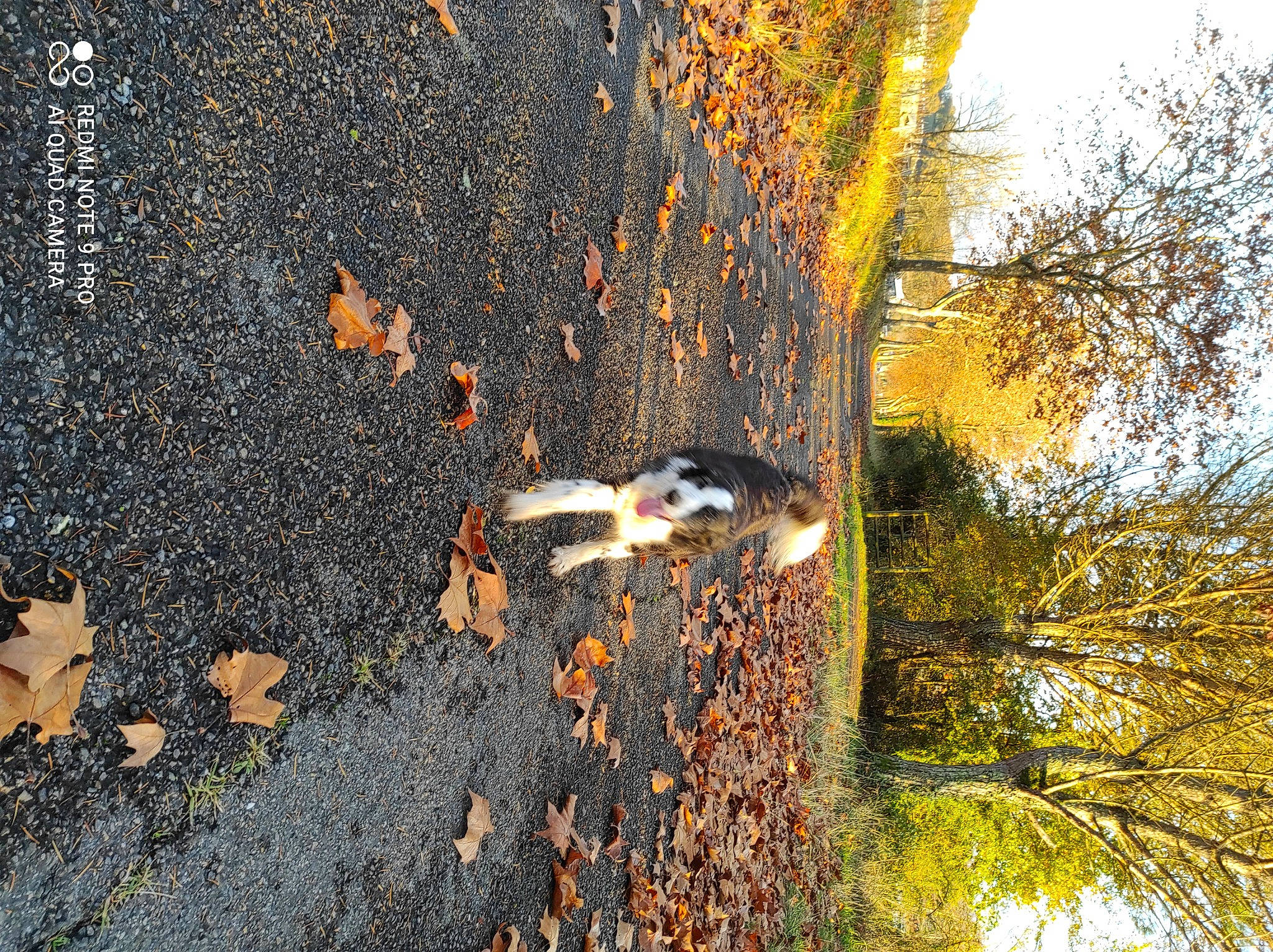 Belle participe au concours pour gagner de l'argent avec cette photo : asphalt, biome, carnivore, deciduous, dog, grass, morning, natural_environment, natural_landscape, plant, road_surface, sky, sunlight, tints_and_shades, tree, trunk, twig, vegetation, water, wood