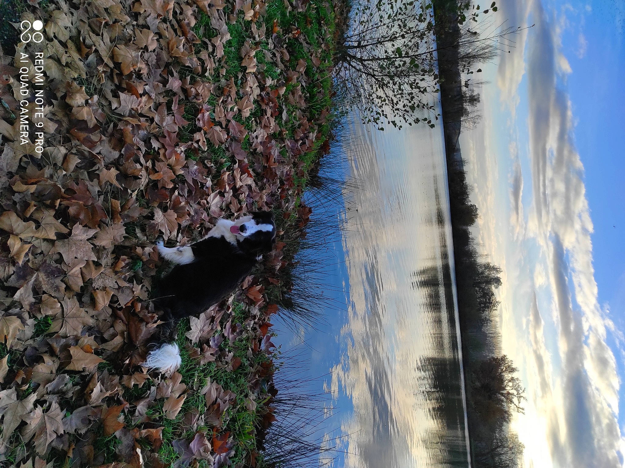 Belle participe au concours pour gagner de l'argent avec cette photo : bank, biome, body_of_water, branch, cloud, lake, landscape, morning, natural_landscape, plant, sky, sunlight, tree, trunk, twig, vegetation, water, watercourse, wood, woody_plant