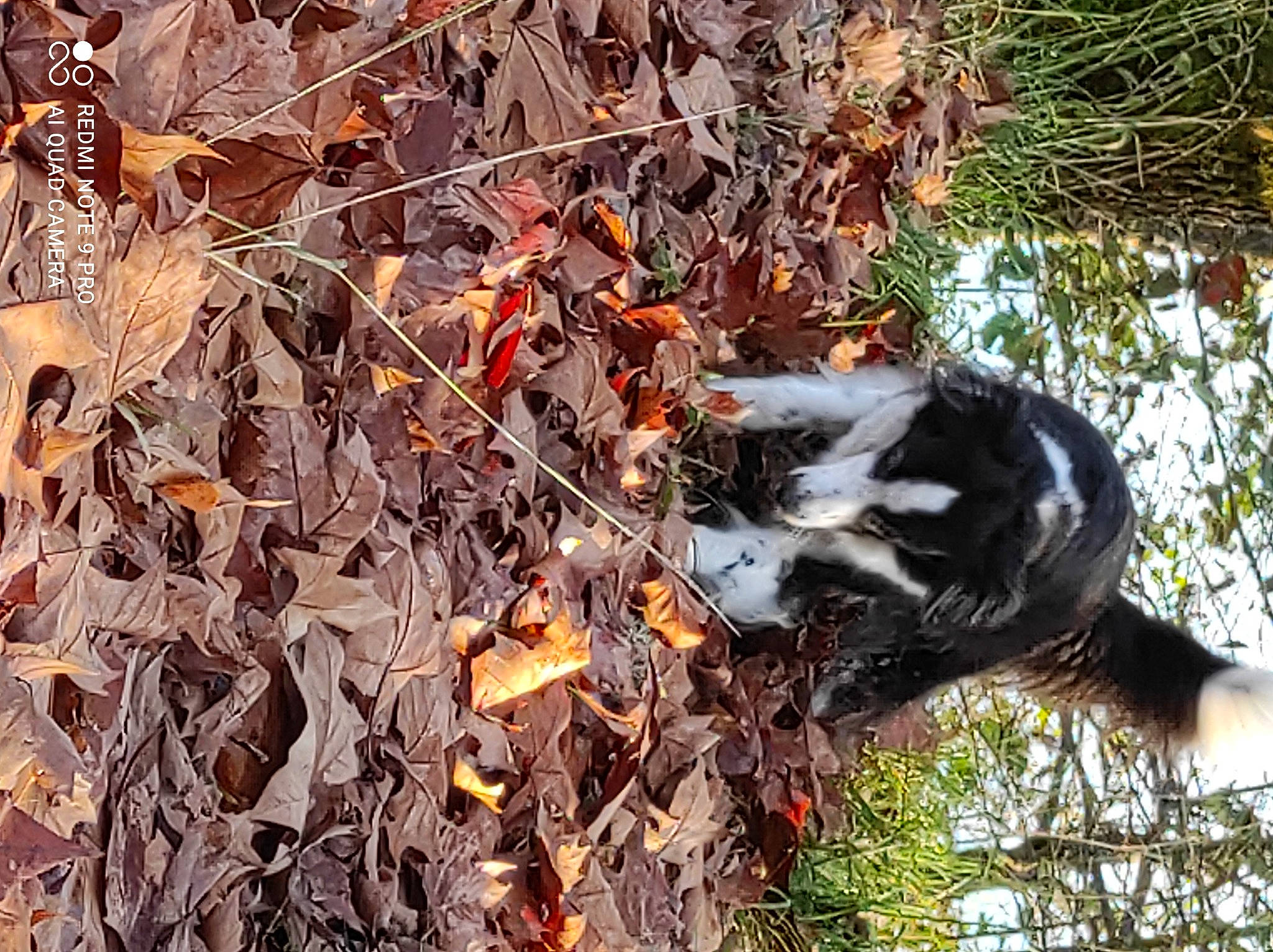 Belle participe au concours pour gagner de l'argent avec cette photo : autumn, beak, canidae, companion_dog, deciduous, dog, dog_breed, felidae, fur, grass, natural_landscape, plant, soil, sporting_group, tail, terrestrial_animal, tree, trunk, twig, wood