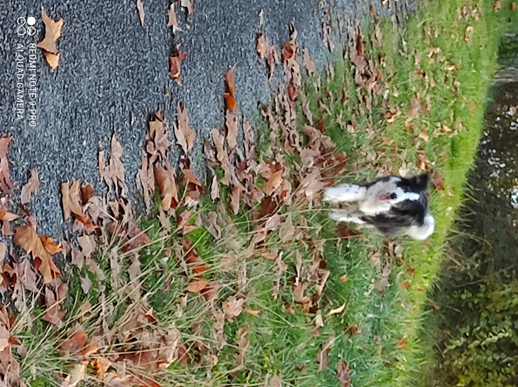 Belle a rejoint le concours — aidez-le/la à gagner de superbes lots ! _geese_and_swans, beak, bird, duck, ducks, flowering_plant, grass, grass_family, grassland, groundcover, herbaceous_plant, landscape, leaf, people_in_nature, plant, shrub, soil, tail, vegetation, waterfowl