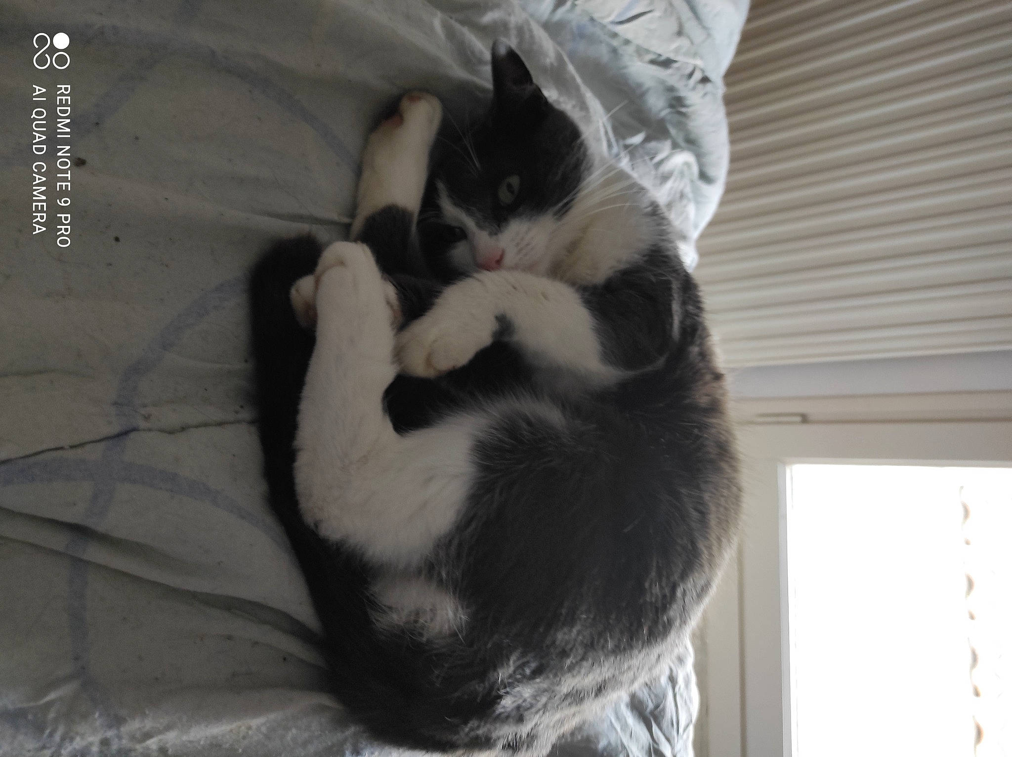 Fifille participe au concours pour gagner de l'argent avec cette photo : carnivore, cat, cat_bed, claw, comfort, domestic_short_haired_cat, felidae, fur, grey, linens, monochrome_photography, nap, paw, small_to_medium_sized_cats, tail, whiskers, window