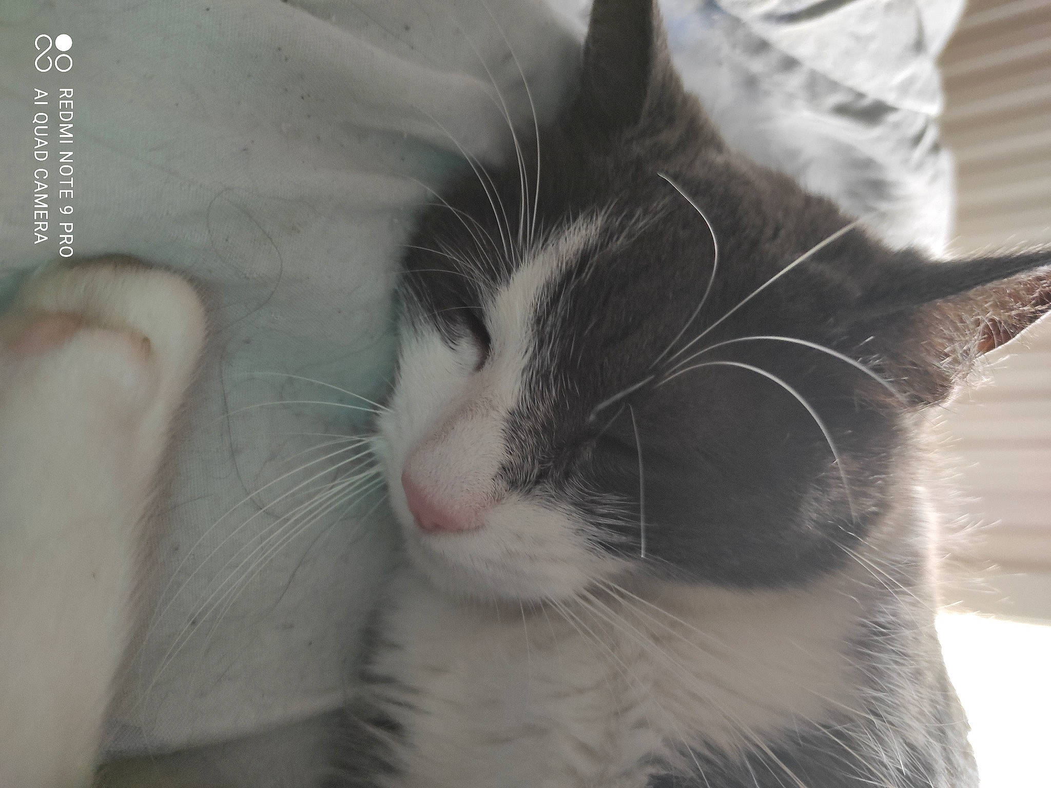 Fifille a rejoint le concours — aidez-le/la à gagner de superbes lots ! carnivore, cat, comfort, domestic_short_haired_cat, eye, felidae, fur, gesture, monochrome_photography, paw, small_to_medium_sized_cats, snout, tail, whiskers