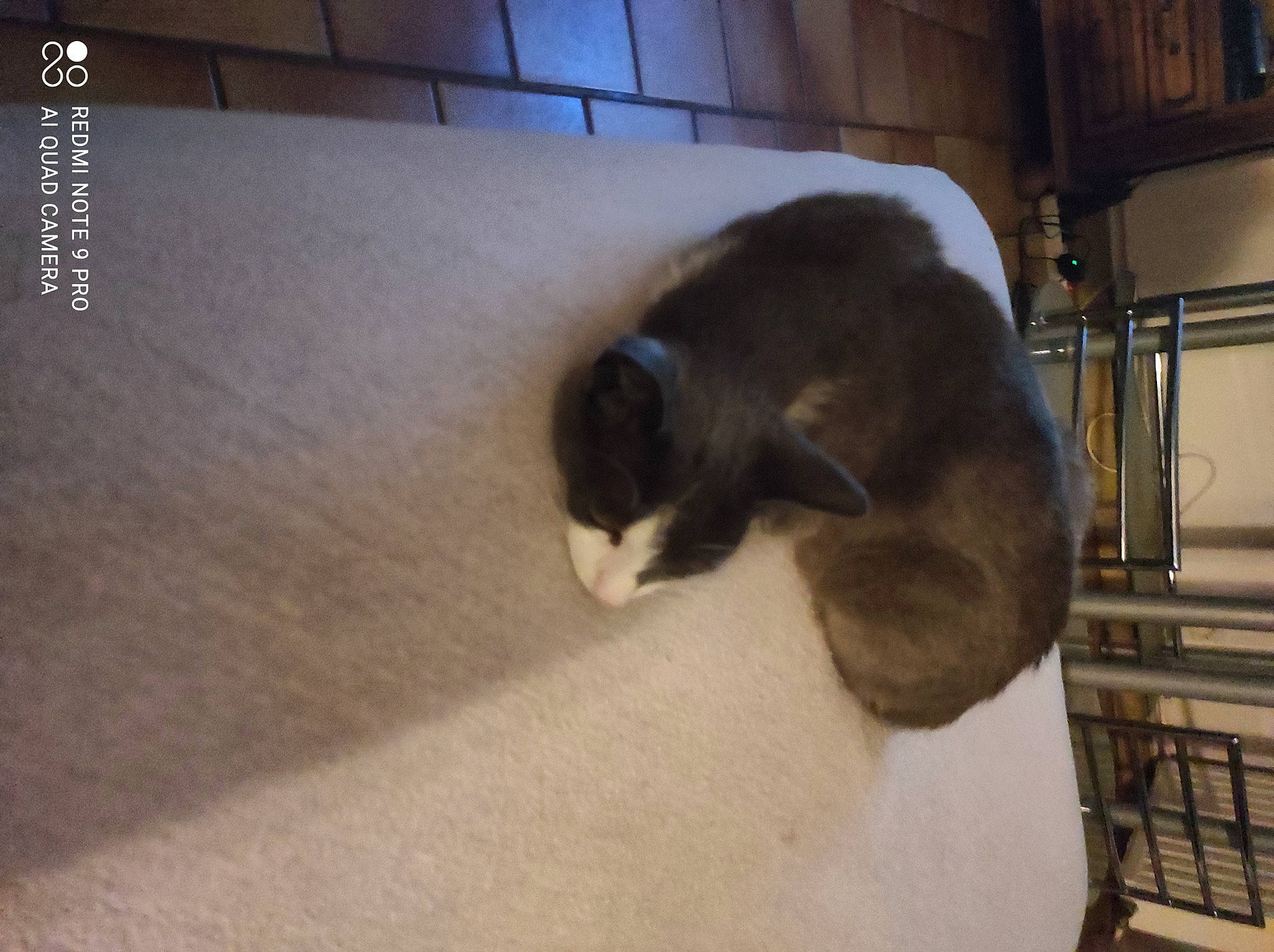 Fifille a rejoint le concours — aidez-le/la à gagner de superbes lots ! carnivore, cat, cat_supply, comfort, dog_breed, domestic_short_haired_cat, fawn, felidae, flooring, fur, hardwood, nap, paw, pet_supply, small_to_medium_sized_cats, snout, tail, terrestrial_animal, whiskers, wood