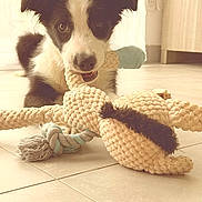 Aïka a rejoint le concours — aidez-le/la à gagner de superbes lots ! puppy, dog, toy, indoor, floor, playful, black_and_white, pet, cute, chewing, plush_toy, tile_floor, young_dog, animal, domestic_pet, fur, ears, snout, whiskers, eyes