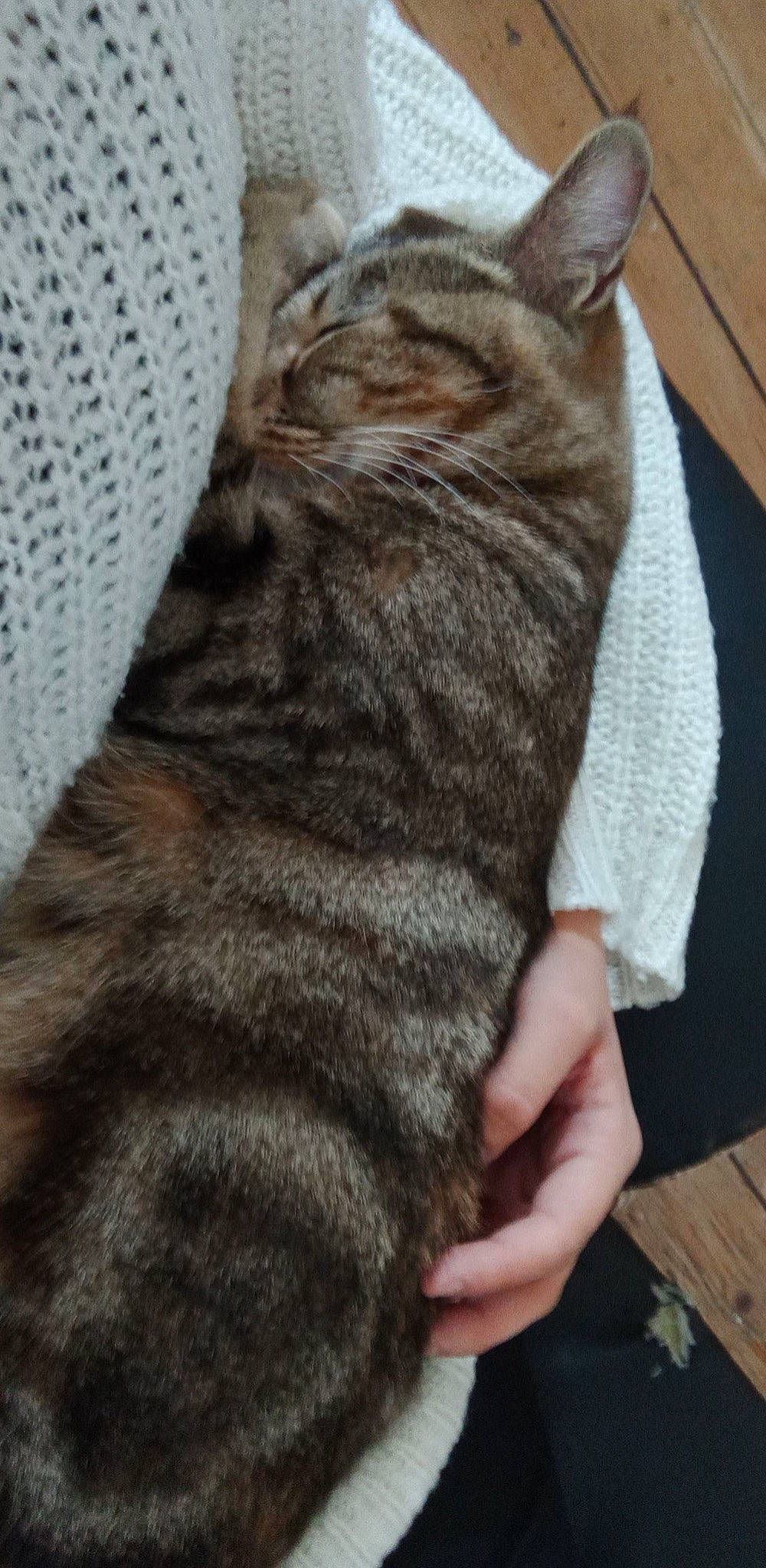 Holly a rejoint le concours — aidez-le/la à gagner de superbes lots ! carnivore, cat, claw, comfort, domestic_short_haired_cat, felidae, fur, gesture, grey, nap, pattern, paw, sleep, small_to_medium_sized_cats, snout, tail, terrestrial_animal, whiskers, woven_fabric