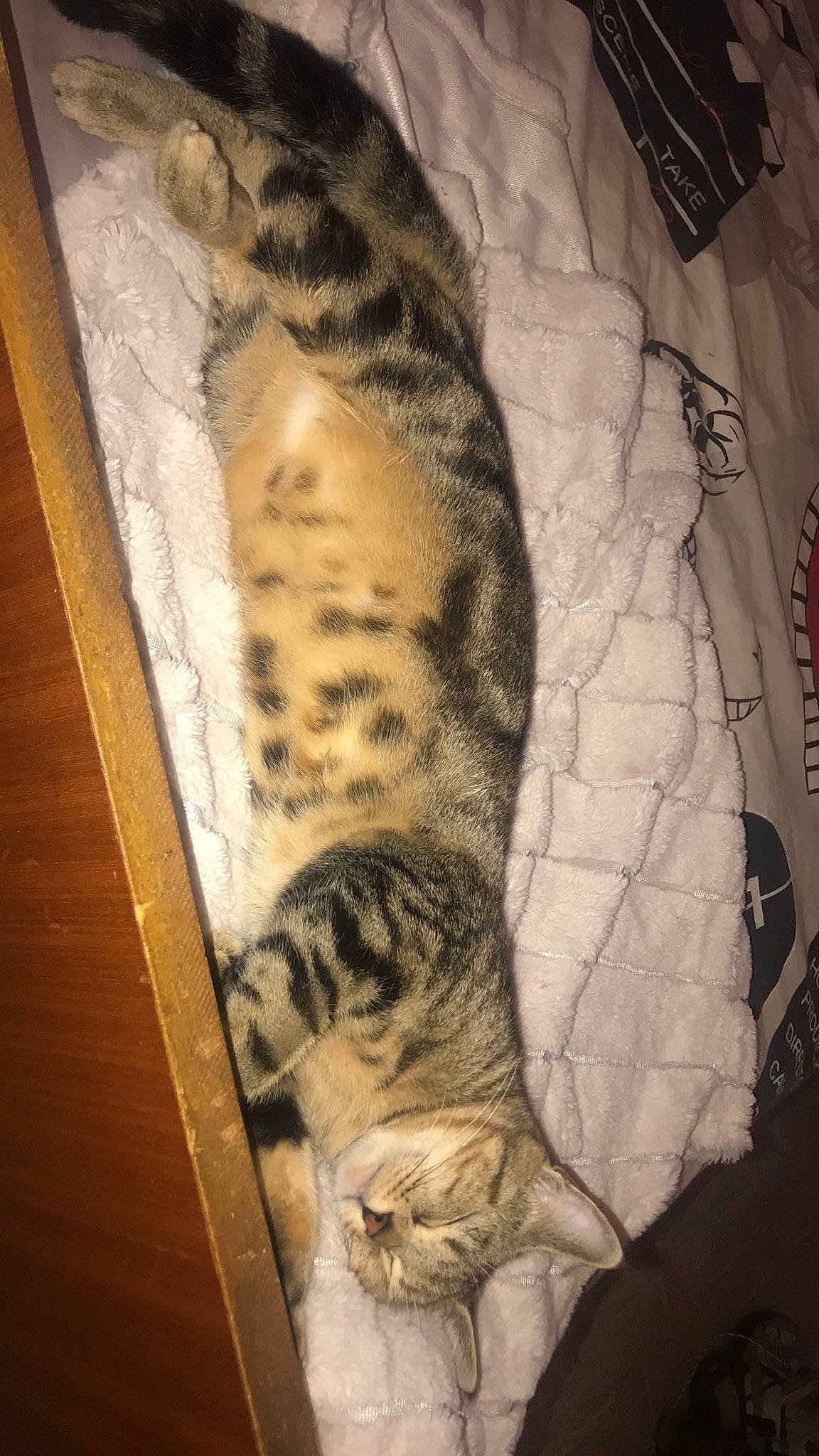 Holly participe au concours pour gagner de l'argent avec cette photo : bengal_tiger, big_cats, carnivore, cat, comfort, fawn, felidae, fur, head, human_leg, pattern, siberian_tiger, small_to_medium_sized_cats, snout, tail, terrestrial_animal, tiger, whiskers, wildlife, wood