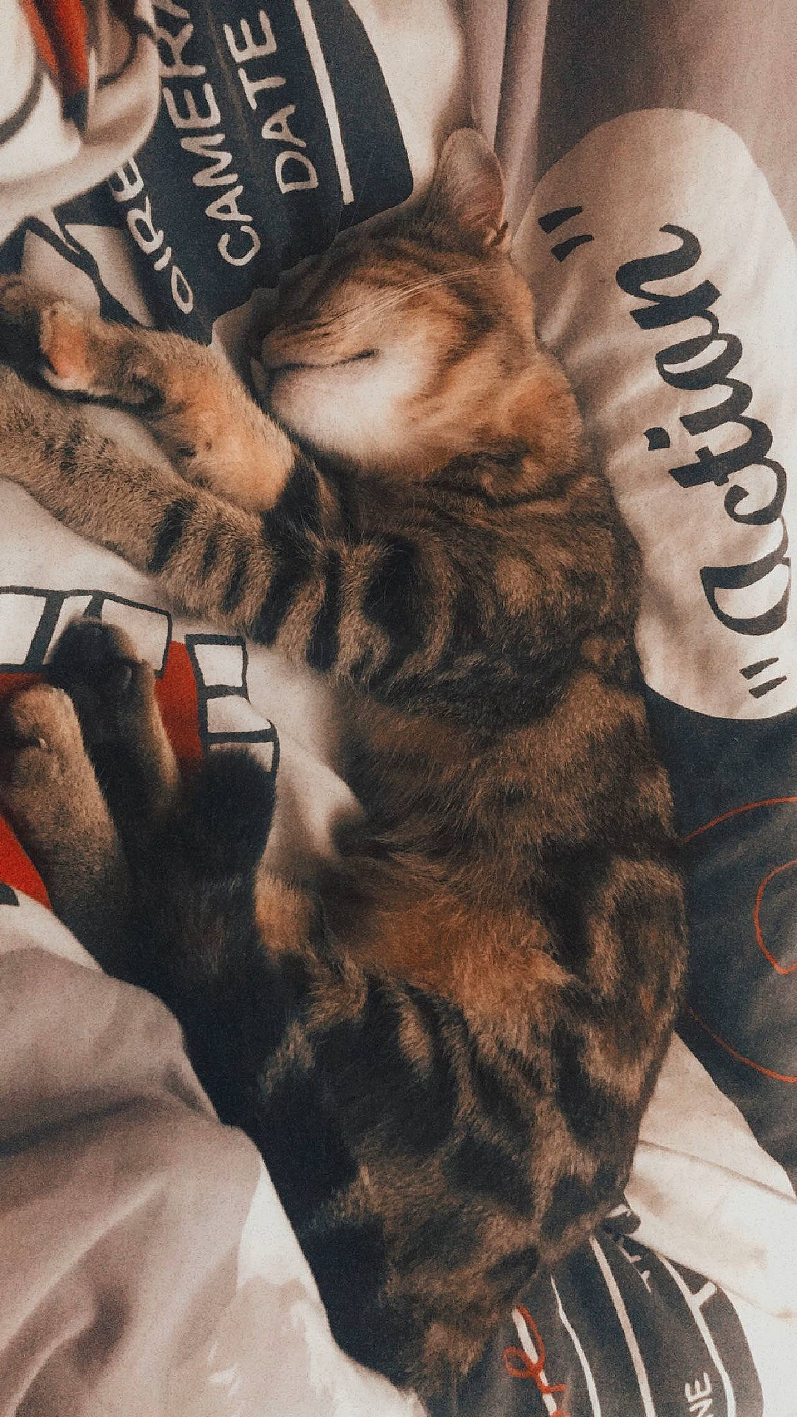 Holly a rejoint le concours — aidez-le/la à gagner de superbes lots ! brown, carnivore, cat, comfort, cool, domestic_short_haired_cat, fawn, felidae, finger, font, fur, gesture, human_leg, nail, small_to_medium_sized_cats, snout, textile, thigh, whiskers, wrist