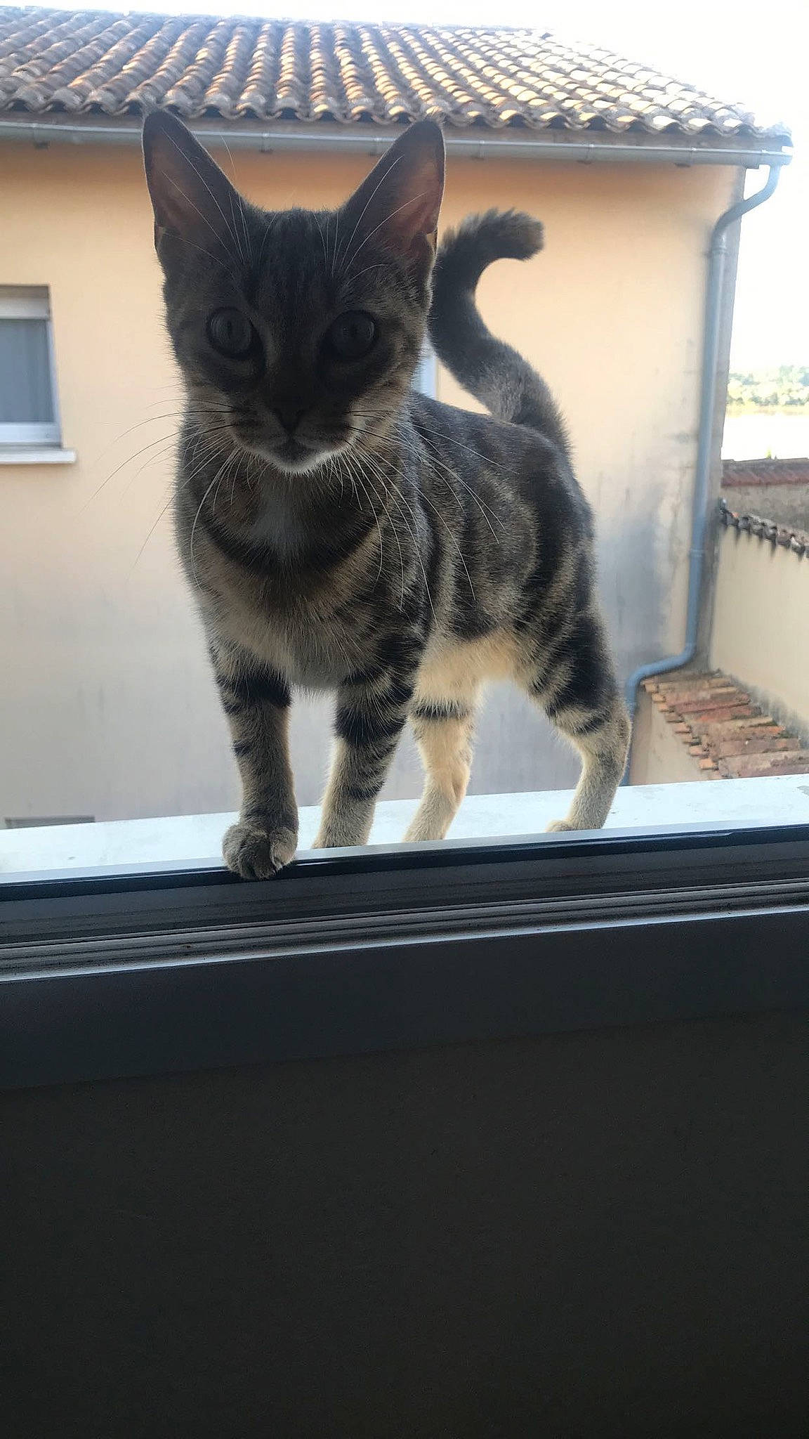 Holly participe au concours pour gagner de l'argent avec cette photo : building, carnivore, cat, cat_furniture, claw, domestic_short_haired_cat, felidae, fur, paw, small_to_medium_sized_cats, snout, tail, whiskers, window