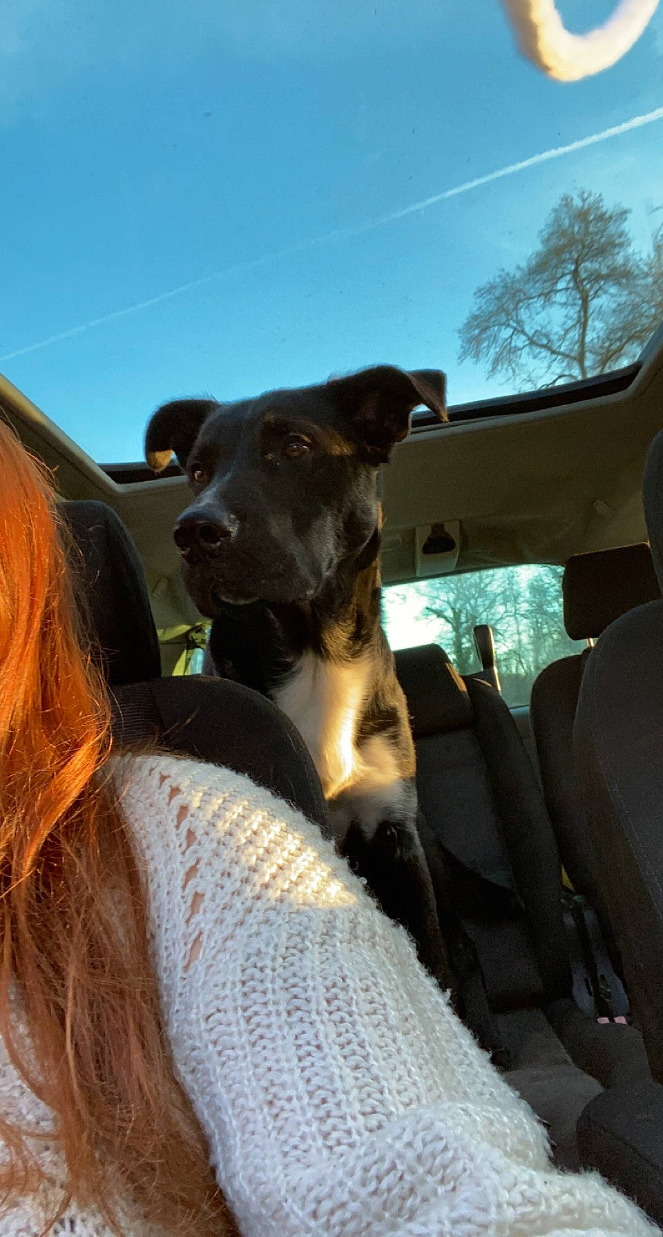 Tyson participe au concours pour gagner de l'argent avec cette photo : automotive_exterior, automotive_mirror, car, carnivore, collar, companion_dog, dog, dog_breed, dog_collar, fawn, plant, sky, snout, sunglasses, tints_and_shades, tree, vehicle, vehicle_door, window, working_animal