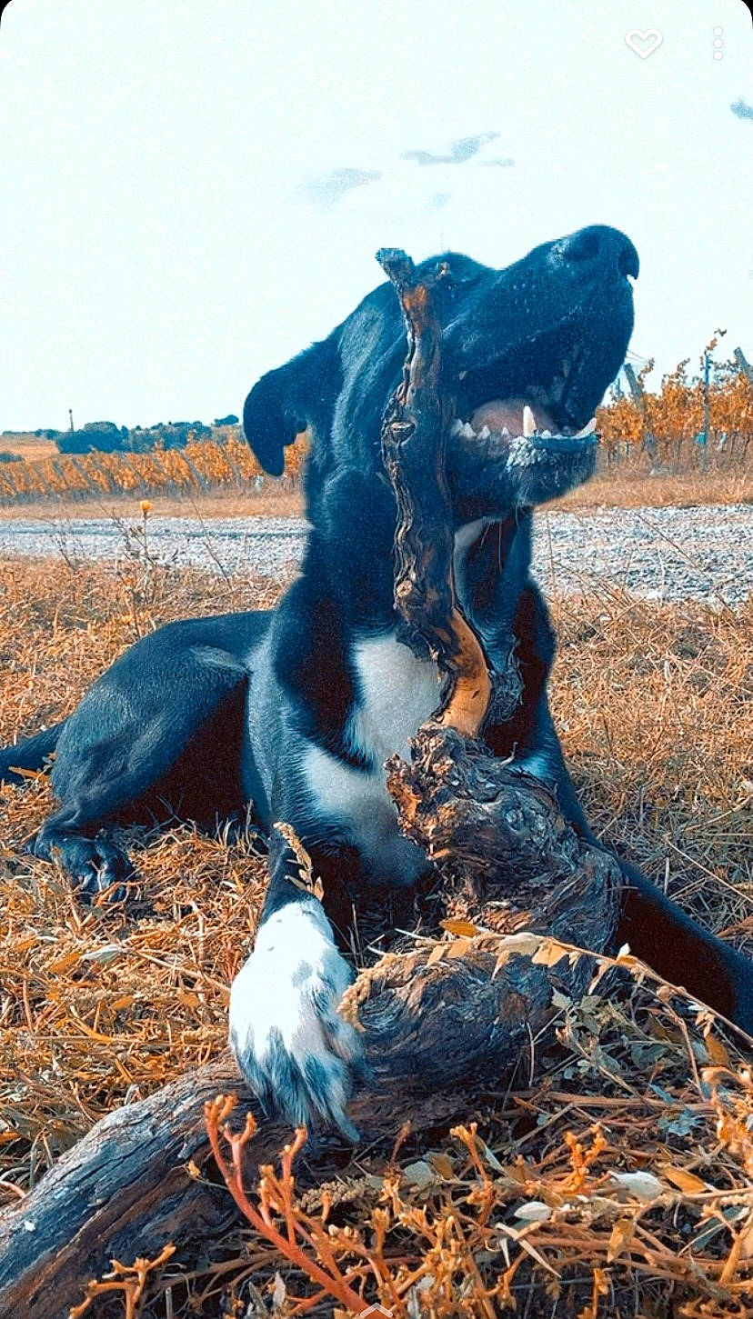 Tyson a rejoint le concours — aidez-le/la à gagner de superbes lots ! agriculture, dog_breed, electric_blue, field, fur, grass, grassland, landscape, livestock, natural_landscape, people_in_nature, plant, prairie, sky, soil, sporting_group, tail, terrestrial_animal, wood, working_animal