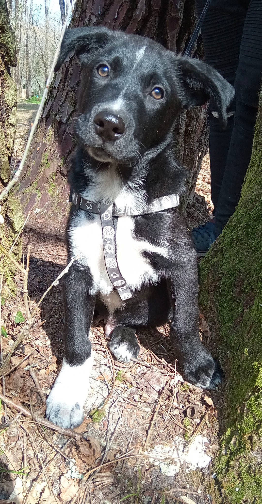 Tyson participe au concours pour gagner de l'argent avec cette photo : borador, carnivore, companion_dog, dog, dog_breed, dog_collar, fur, grass, gun_dog, hunting_dog, liver, plant, snout, sporting_group, terrestrial_animal, tree, whiskers, working_animal
