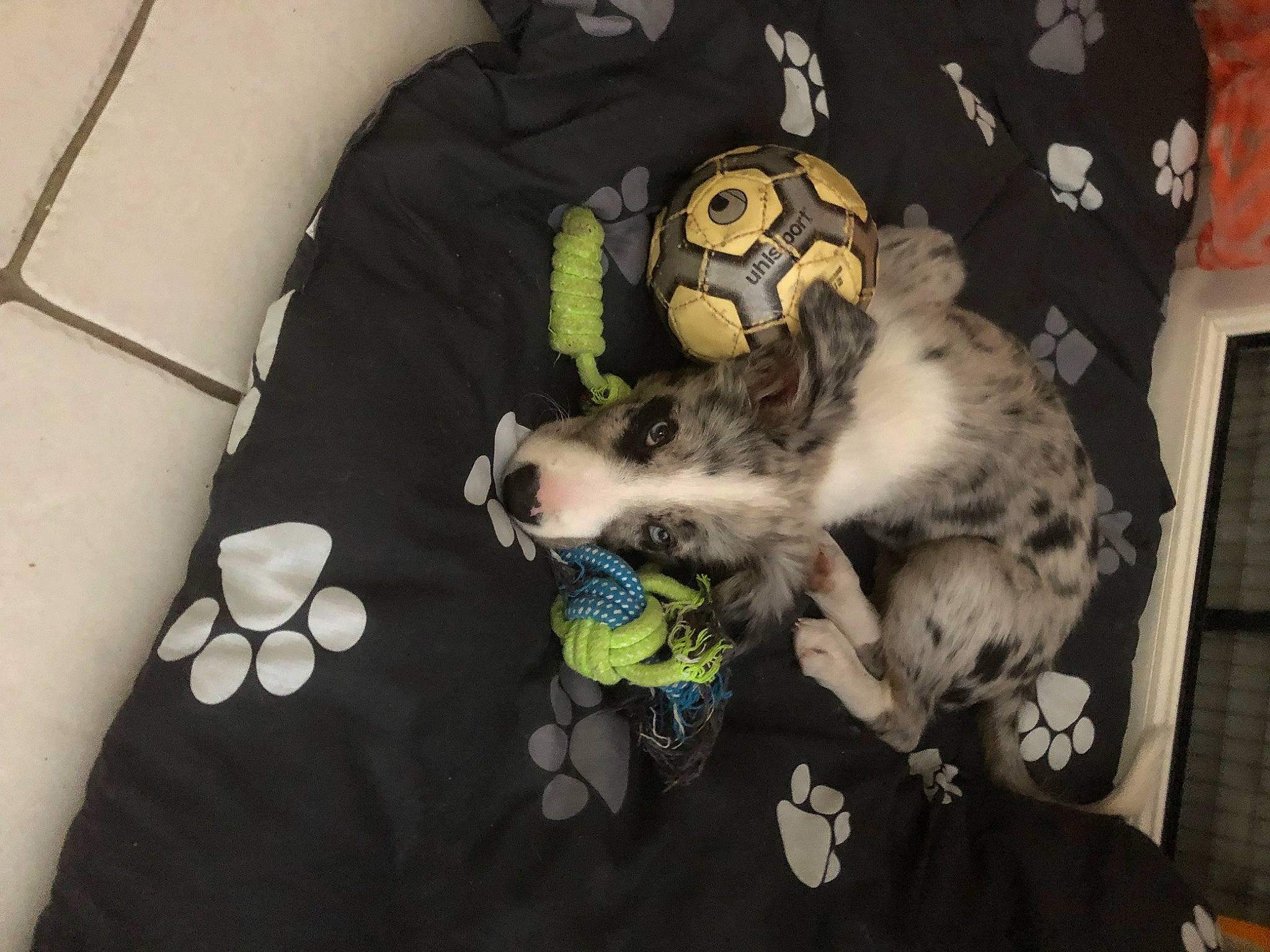 Timon participe au concours pour gagner de l'argent avec cette photo : bag, carnivore, cat, comfort, companion_dog, couch, dog_breed, felidae, fur, grey, linens, pattern, paw, room, small_to_medium_sized_cats, stuffed_toy, tail, toy, vertebrate, whiskers