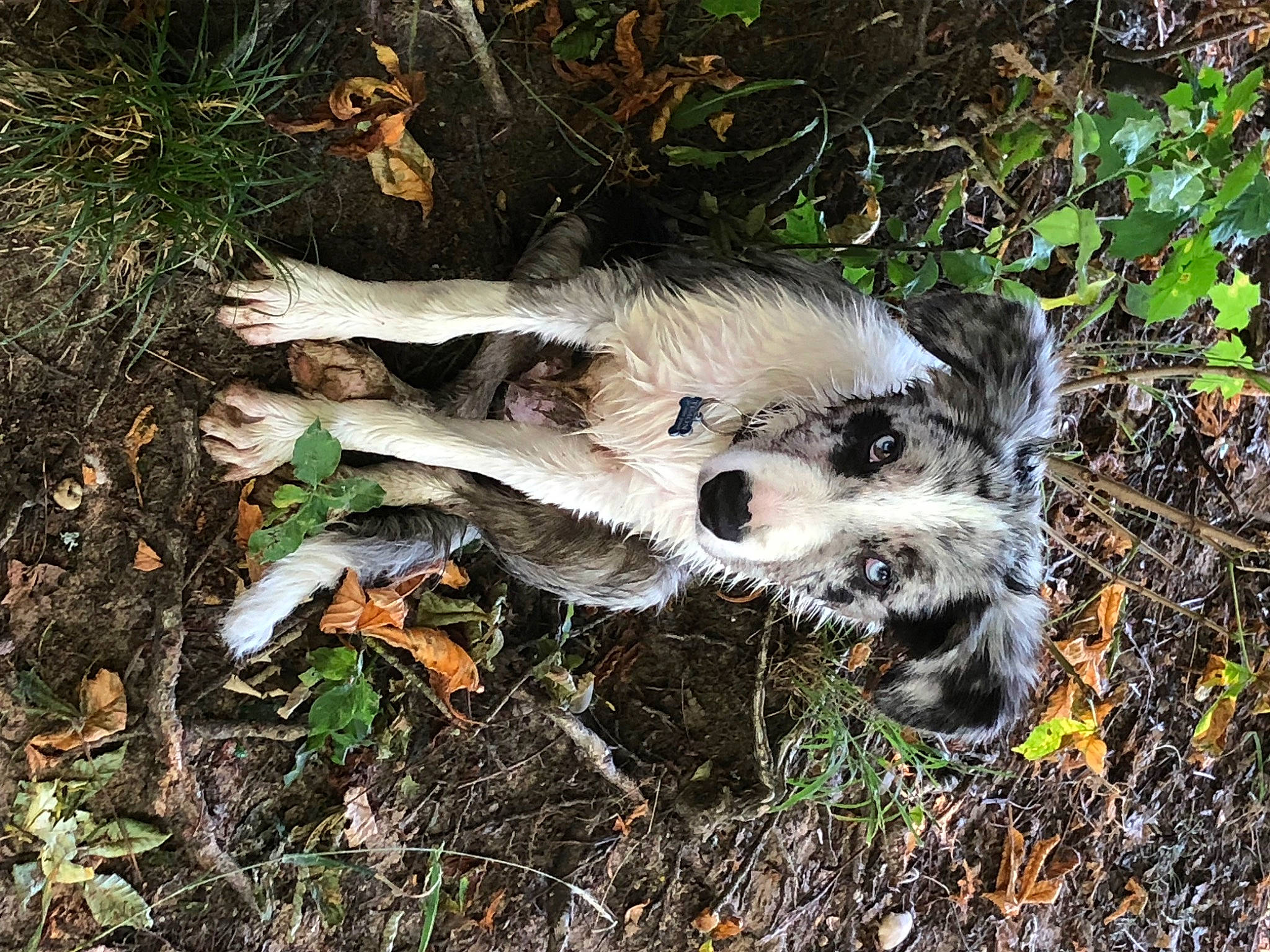 Timon a rejoint le concours — aidez-le/la à gagner de superbes lots ! big_cats, canidae, carnivore, dog, dog_breed, fawn, felidae, fur, grass, jungle, lemur, livestock, plant, safari, snout, soil, sporting_group, tail, terrestrial_animal