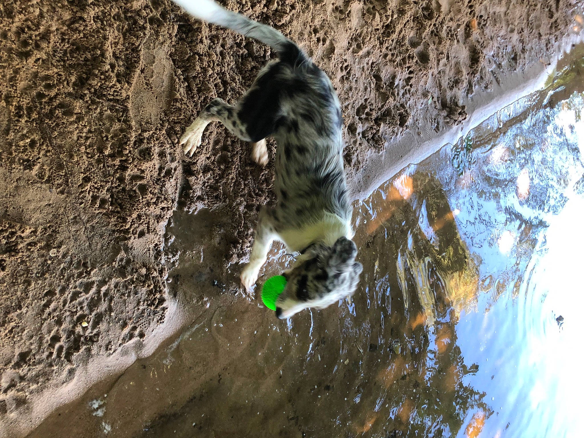 Timon participe au concours pour gagner de l'argent avec cette photo : beak, canidae, carnivore, dog_breed, felidae, fur, grass, plant, recreation, rodent, shadow, small_to_medium_sized_cats, soil, sporting_group, tail, terrestrial_animal, tree, water, whiskers, wildlife