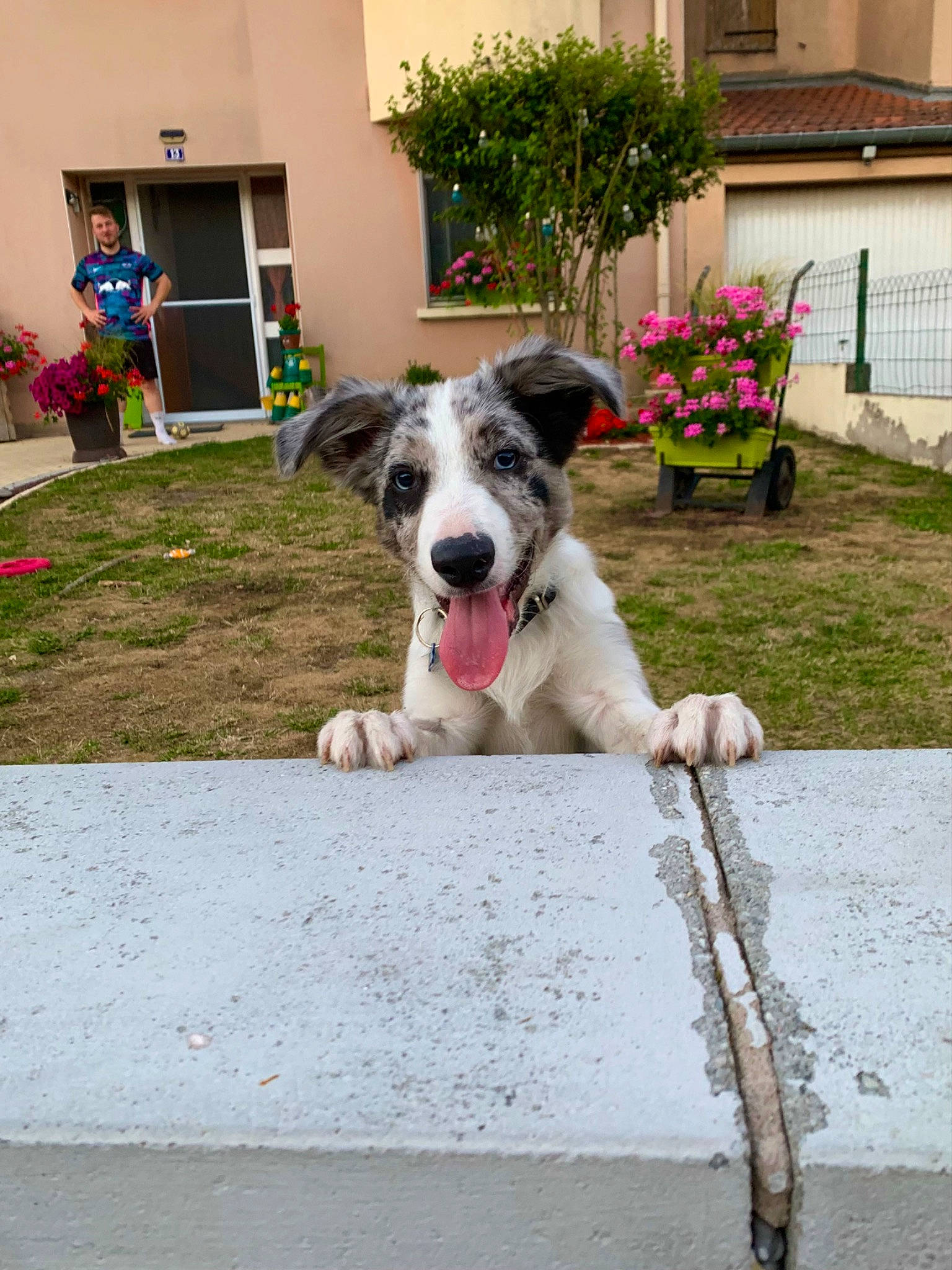 Timon participe au concours pour gagner de l'argent avec cette photo : building, canidae, carnivore, companion_dog, dog, dog_breed, door, flower, flowerpot, grass, houseplant, plant, snout, sporting_group, tail, window, working_animal, working_dog, yard
