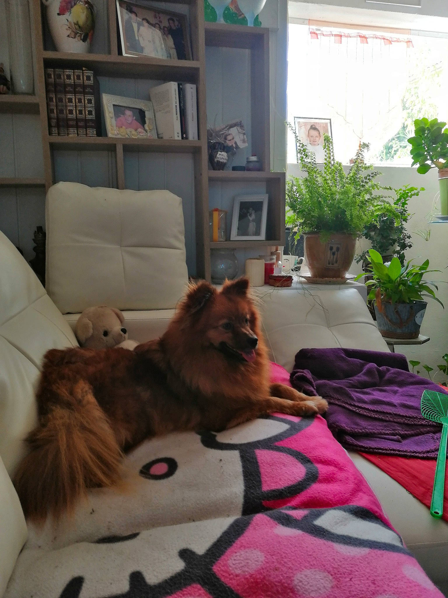 Reggae participe au concours pour gagner de l'argent avec cette photo : carnivore, comfort, companion_dog, dog, dog_breed, fawn, felidae, flooring, fur, hardwood, houseplant, interior_design, liver, living_room, plant, room, shelf, small_to_medium_sized_cats, whiskers, window