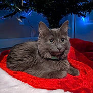 Freya is registered to the contest to win money with this photo: cat, gray_cat, feline, pet, christmas_tree, holiday, decoration, lights, red_blanket, white_blanket, indoor, cozy, cute, fluffy, animal, relaxed, lying_down, ears, whiskers, collar