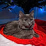 cat, gray_cat, feline, pet, christmas_tree, holiday, decoration, lights, red_blanket, white_blanket, indoor, cozy, cute, fluffy, animal, relaxed, lying_down, ears, whiskers, collar