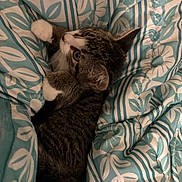 Luckie joined the competition — help win amazing prizes! animal, blanket, blue, cat, cozy, curious, cute, feline, fur, indoor, kitten, pattern, paws, pet, resting, small, tabby, whiskers, white, young