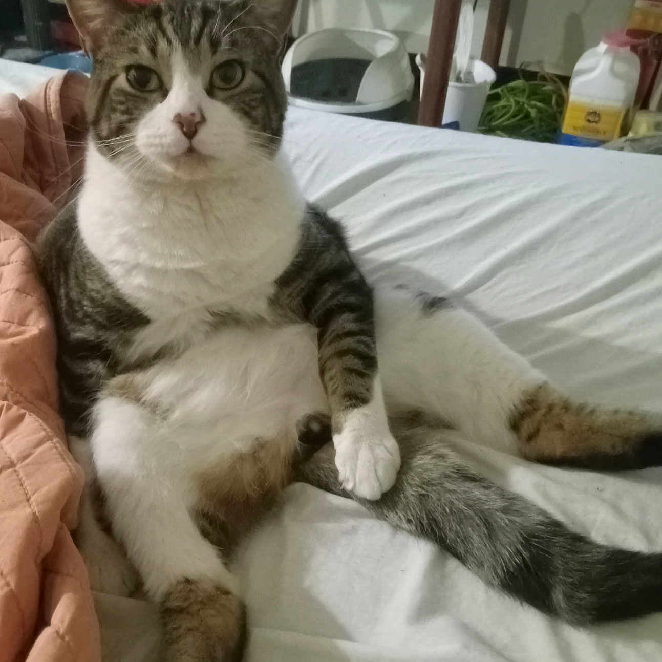 Mokie
