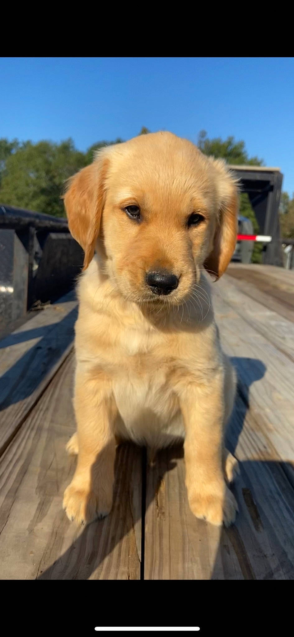 Elliot joined the competition — help win amazing prizes! beagador, canidae, carnivore, companion_dog, dog, dog_breed, fawn, golden_retriever, labrador_retriever, mammal, puppy, rare_breed_dog, retriever, small_greek_domestic_dog, snout, sporting_group, vertebrate