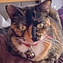 cat, tortoiseshell, collar, bell, pet, animal, whiskers, ears, fur, eyes, indoor, closeup, curious, resting, soft_surface, feline, domestic, cute, face, portrait