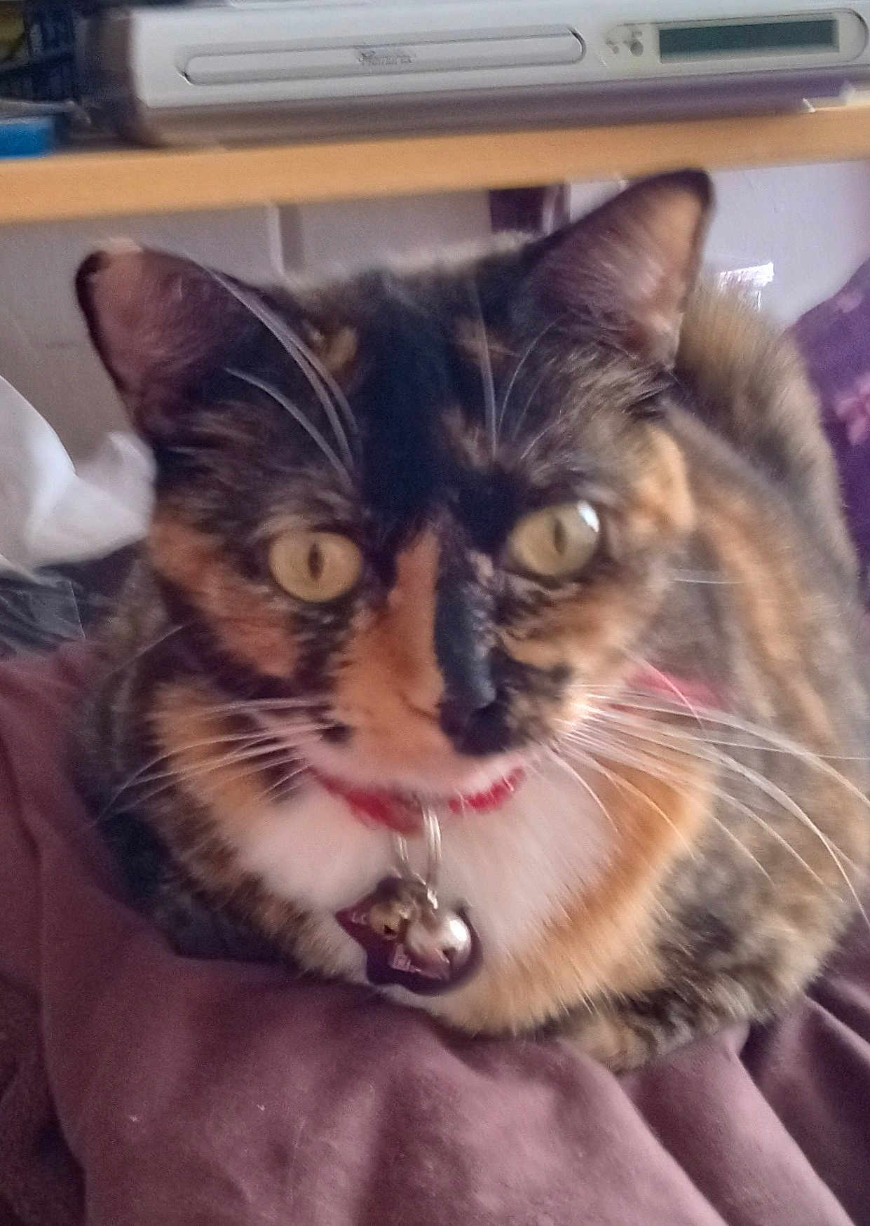 Coco Loco joined the competition — help win amazing prizes! cat, tortoiseshell, collar, bell, pet, animal, whiskers, ears, fur, eyes, indoor, closeup, curious, resting, soft_surface, feline, domestic, cute, face, portrait