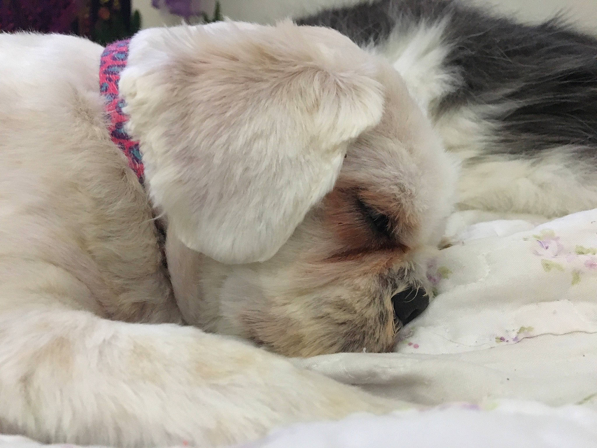 Emma joined the competition — help win amazing prizes! canidae, carnivore, comfort, companion_dog, dog, dog_breed, fawn, fur, liver, nap, paw, polish_tatra_sheepdog, puppy_love, snout, sporting_group, terrestrial_animal, toy_dog, whiskers, working_animal, wrinkle